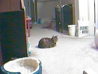 Fooloaf