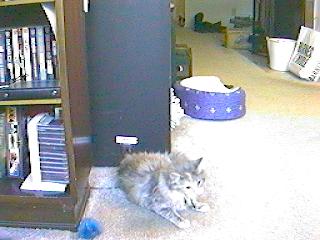 Gail the Kitten