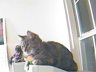 Foo on the monitor